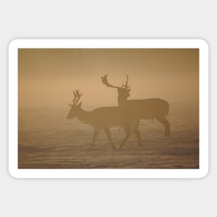 Fallow Deer Sticker